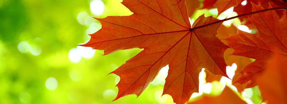 Maple Leaves * Green Building, LEED Certification, Forest Management, Aacer Flooring, Sport Flooring Systems | Green Company
