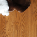 Northern Ash Hardwood Maple Flooring From Aacer Flooring * Hardwood Flooring